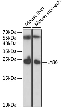 LY86 Polyclonal Antibody