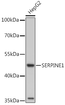 SERPINE1 antibody