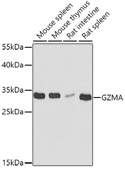 GZMA Rabbit Polyclonal Antibody