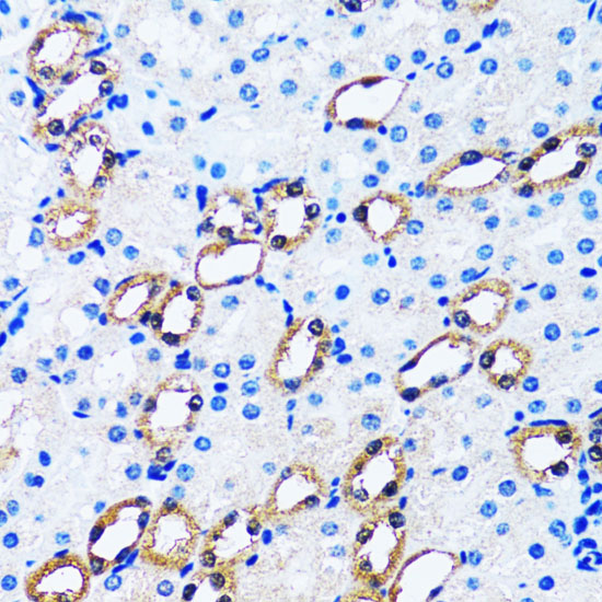 IMPA1 antibody