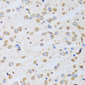PTRH2 antibody