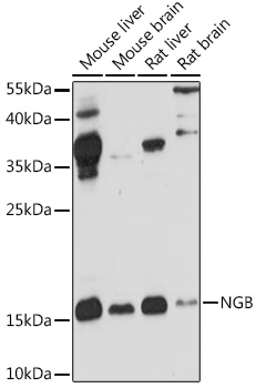 NGB antibody