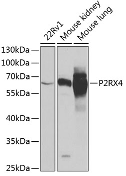 P2RX4 antibody