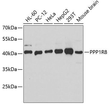 PPP1R8 antibody