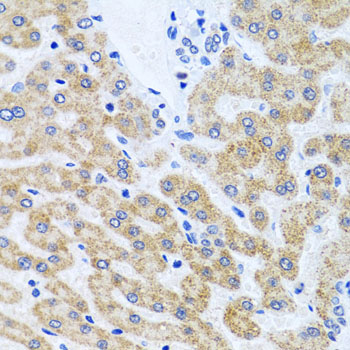 SCO1 Polyclonal Antibody