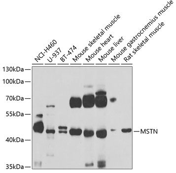 MSTN Rabbit Polyclonal Antibody