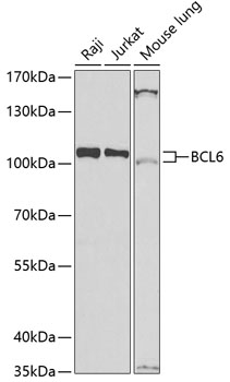 BCL6 Rabbit Polyclonal Antibody