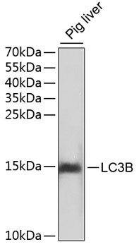 LC3B Polyclonal Antibody