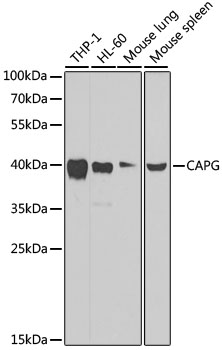 CAPG Polyclonal Antibody