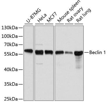 Beclin 1 Polyclonal Antibody