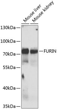 FURIN Rabbit Polyclonal Antibody