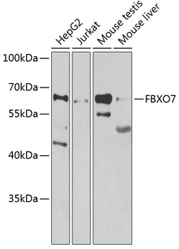 FBXO7 Polyclonal Antibody