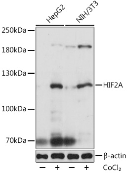 HIF2A Rabbit Polyclonal Antibody