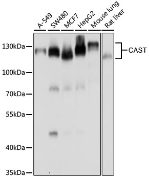 CAST Polyclonal Antibody