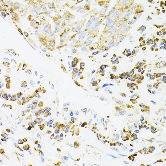 IRF1 Rabbit Polyclonal Antibody