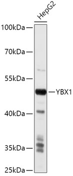 YBX1 Polyclonal Antibody