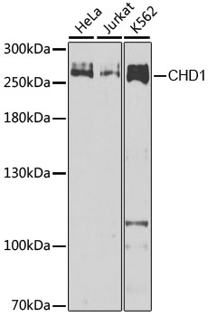 CHD1 Polyclonal Antibody