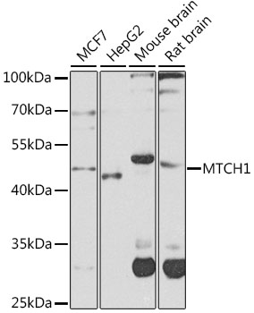 MTCH1 Polyclonal Antibody