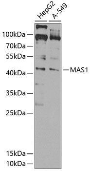 MAS1 Rabbit Polyclonal Antibody