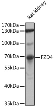FZD4 Rabbit Polyclonal Antibody