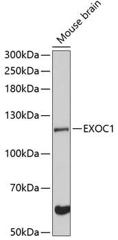 EXOC1 Polyclonal Antibody