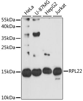 RPL22 Rabbit Polyclonal Antibody