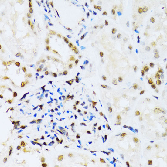 MAPK3 Antibody