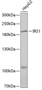 IRS1 antibody