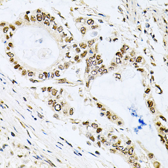 MCL1 antibody