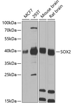 SOX2 antibody