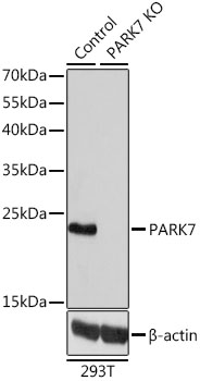 PARK7 Antibody