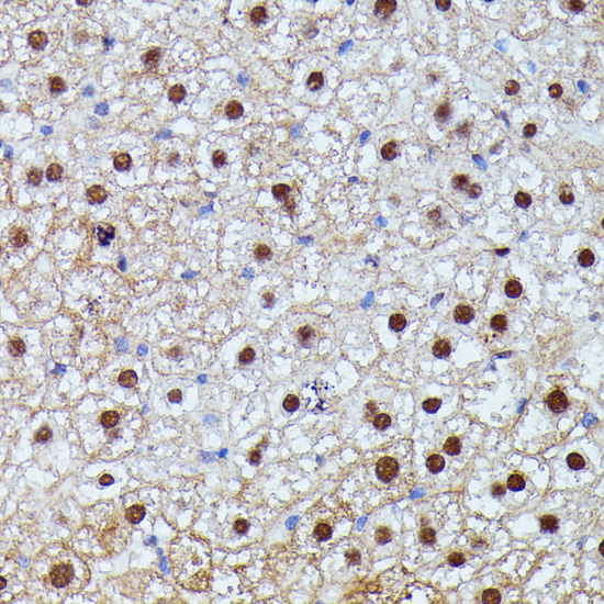 ID2 antibody