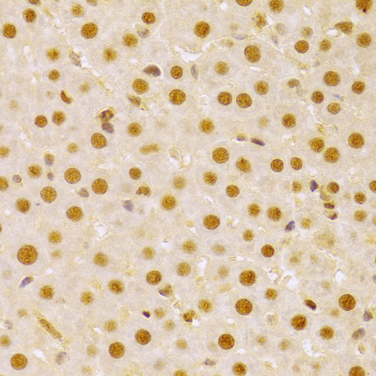 CDC25A Antibody