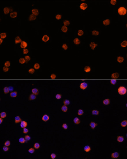 AIF1 antibody