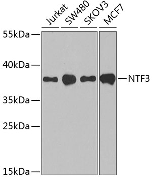 NTF3 antibody