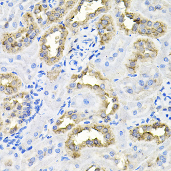 ATG4C antibody