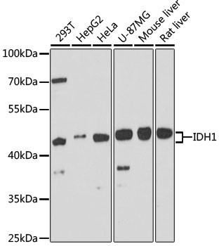 IDH1 Polyclonal Antibody