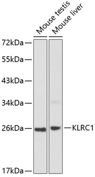 KLRC1 antibody