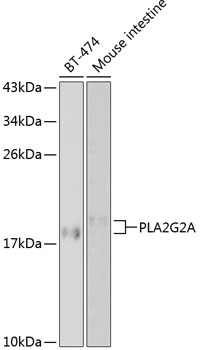 PLA2G2A antibody