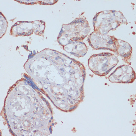 LRP1 antibody