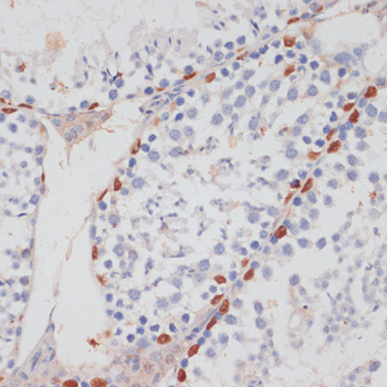 HTATSF1 Polyclonal Antibody