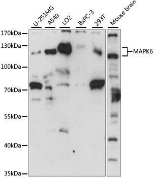 MAPK6 Polyclonal Antibody