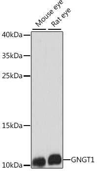 GNGT1 Polyclonal Antibody