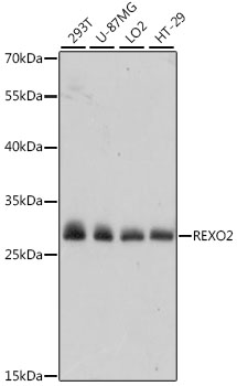 REXO2 Polyclonal Antibody