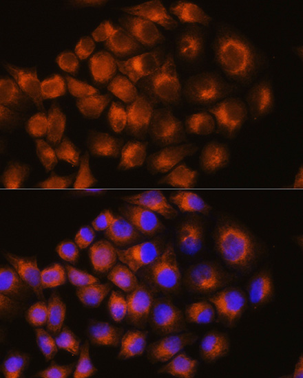 ADORA2A antibody