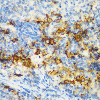 CD3D antibody