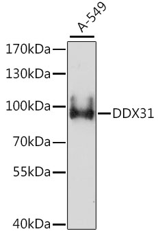 DDX31 Polyclonal Antibody