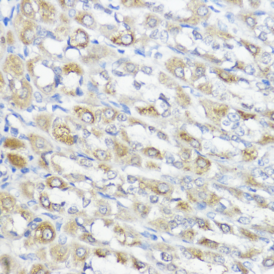 GPX2 Polyclonal Antibody