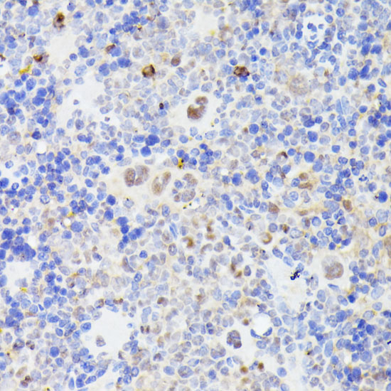 MLF2 Polyclonal Antibody