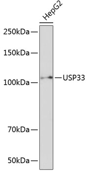 USP33 Polyclonal Antibody